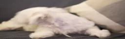 Maltese dogs for sale: Maltes puppy  - Advert 5