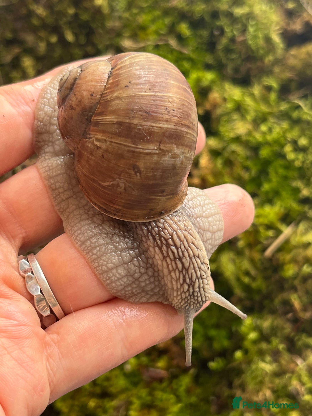 Snails invertebrates for sale: Very Rare Helix Pomatia Pet Land Snails SHIP FREE in Wick - Image 3