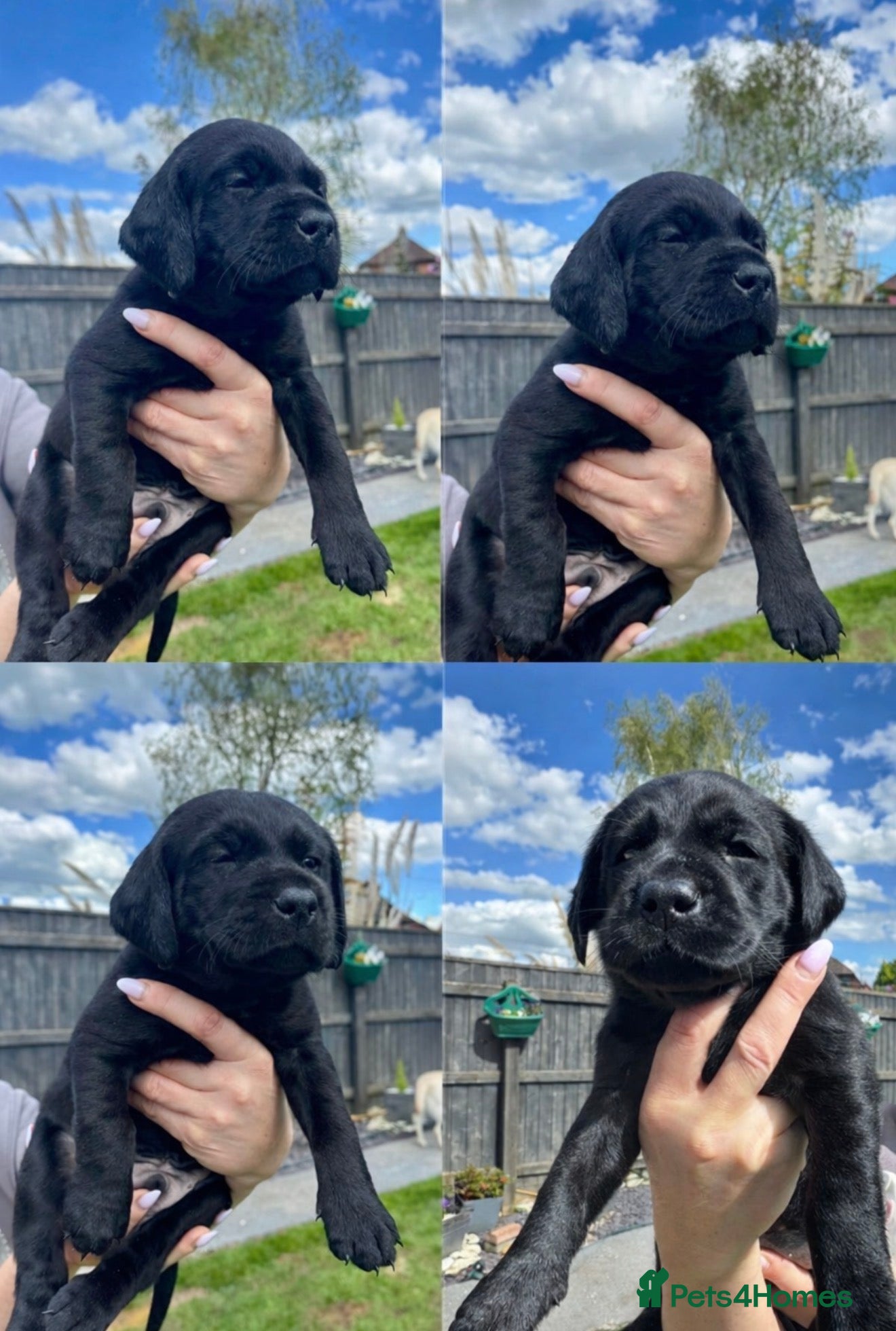 Labrador Retriever dogs 🌟🌟🌟🌟🌟5 star Labrador Retrievers 🌟🌟🌟🌟🌟 - Advert 12