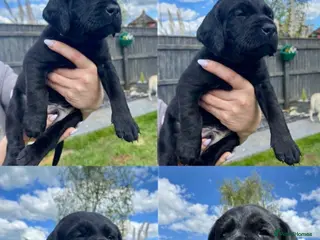 Labrador Retriever dogs 🌟🌟🌟🌟🌟5 star Labrador Retrievers 🌟🌟🌟🌟🌟 - Advert 12