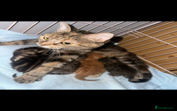 Mixed Breed cats for sale: Kittens, stunning litter of fur babies  - Image 9