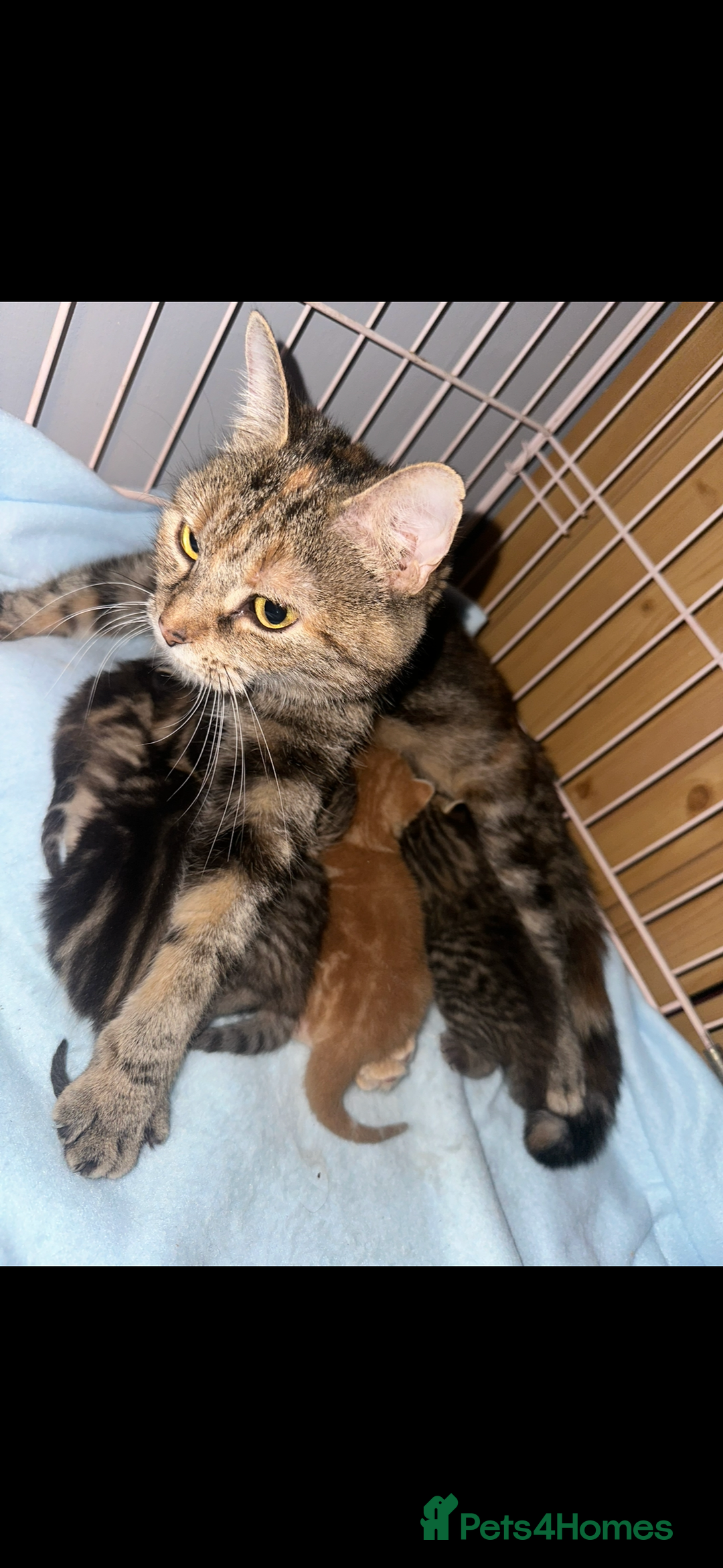 Mixed Breed cats for sale: Kittens, stunning litter of fur babies  - Image 9