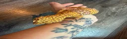 Leopard Gecko reptiles for sale: Community of leopard geckos  - Advert 13