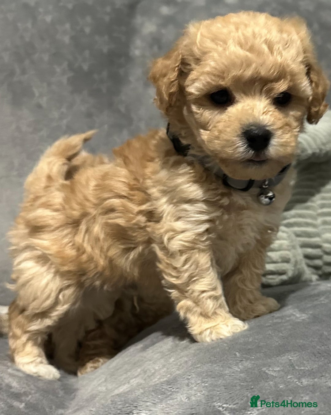 Maltipoo dogs for sale: Gorgeous F1 Toy Maltipoo Puppies  - Advert 21