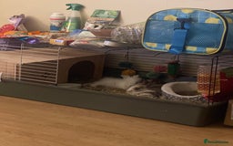 Lionhead rabbits for sale: Baby Lion head and Rex for sale!  - Image 13