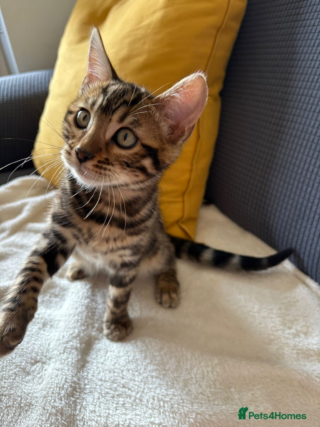 Bengal cats for sale: Pure Bred Bengal Kitten - Image 2