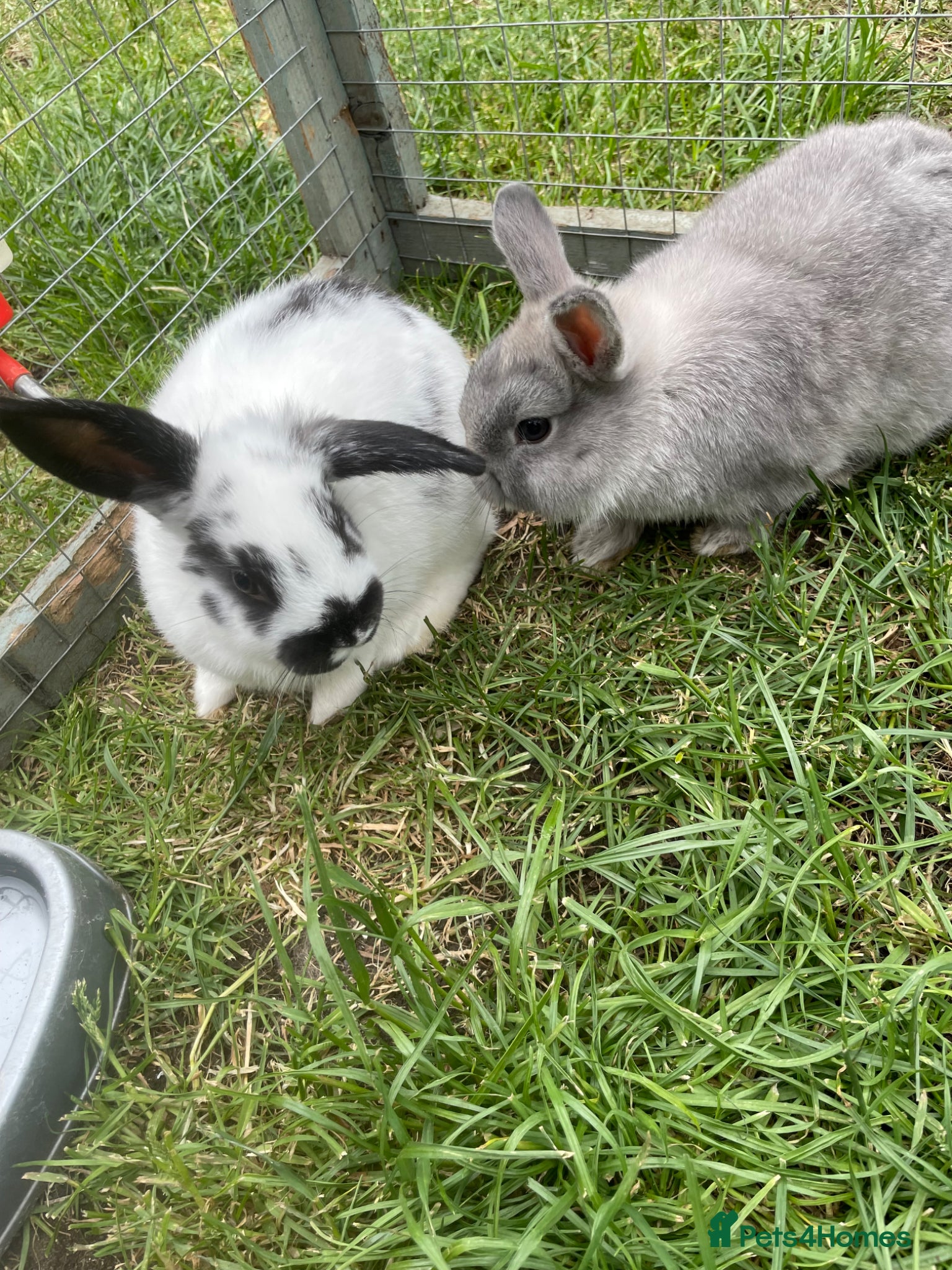 Netherland Dwarf rabbits Baby Rabbits - Advert 21
