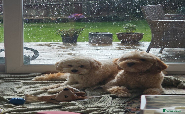 Cavachon dogs - Advert 1