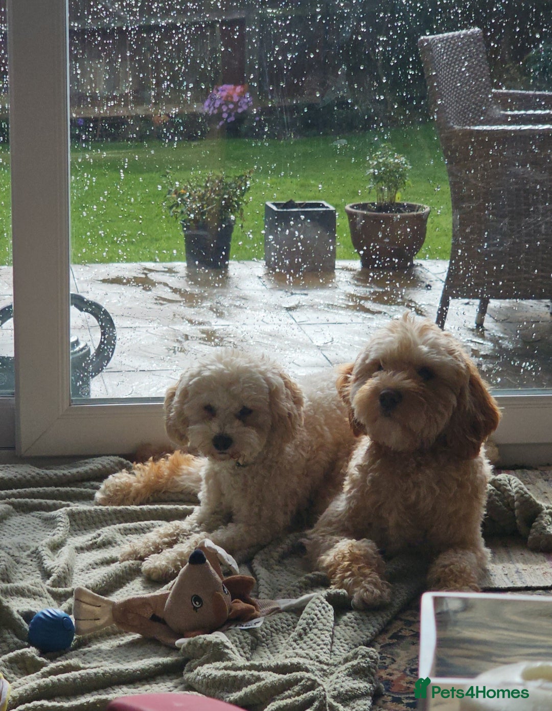 Cavachon dogs for sale: Brother and sister Cavapoochons - Image 1