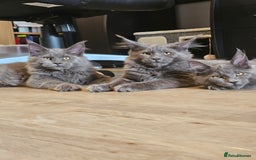 Maine Coon cats for sale: 🔥*Stunning Litter of 8💎Solid Blue Maine Coon*🔥  - Image 18