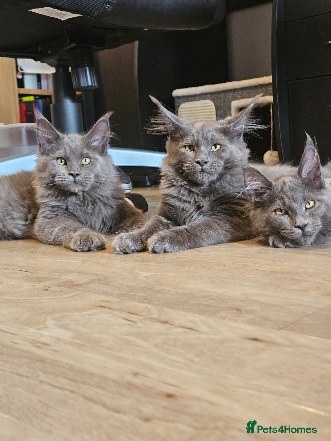 Maine Coon cats for sale: 🔥*Stunning Litter of 8💎Solid Blue Maine Coon*🔥  - Image 18
