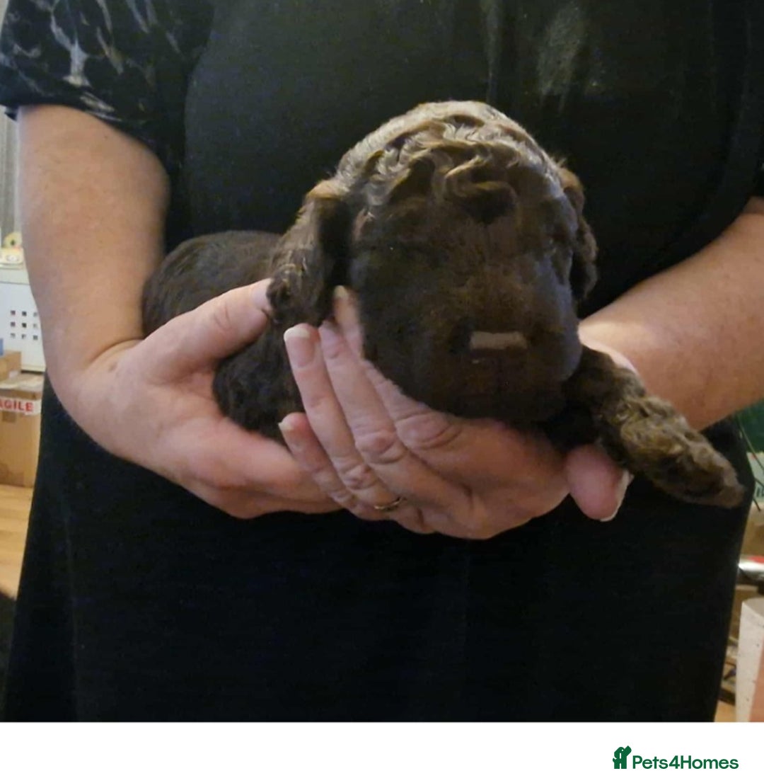 Cockapoo dogs for sale: Gorgeous cockapoo puppies  - Advert 4