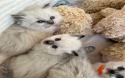 Ragdoll cats for sale: Seal Mitted Ragdoll babies, 4 girls 1 boy - Image 12