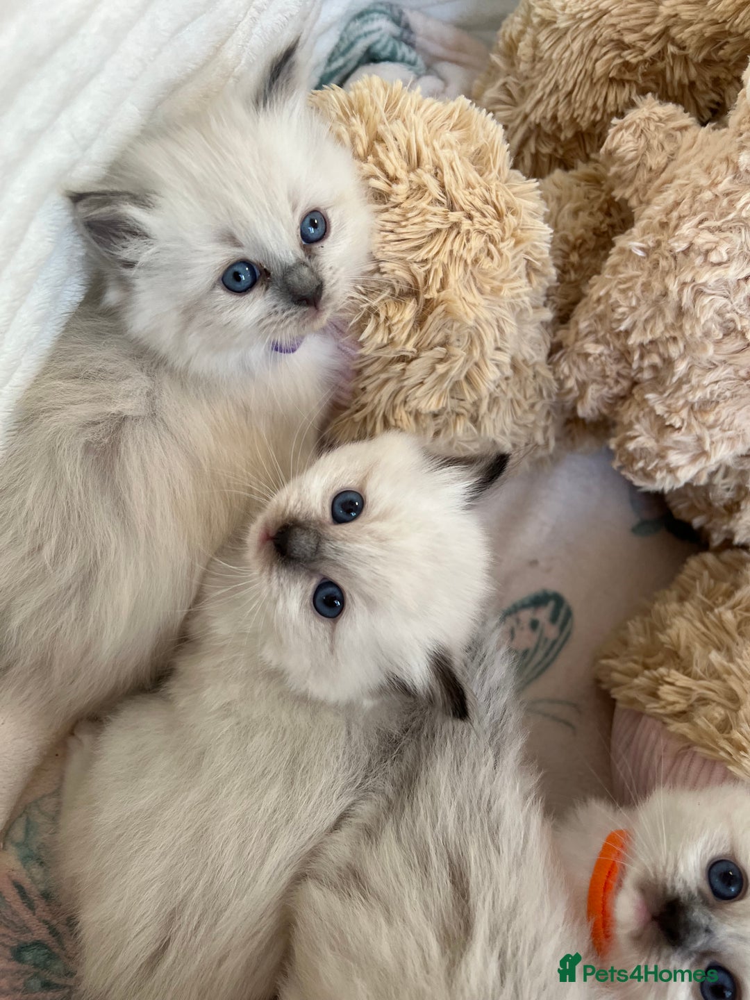Ragdoll cats for sale: Seal Mitted Ragdoll babies, 4 girls 1 boy - Image 12