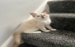 Ragdoll cats for sale: GCCF Ragdoll kittens ready now - Image 4