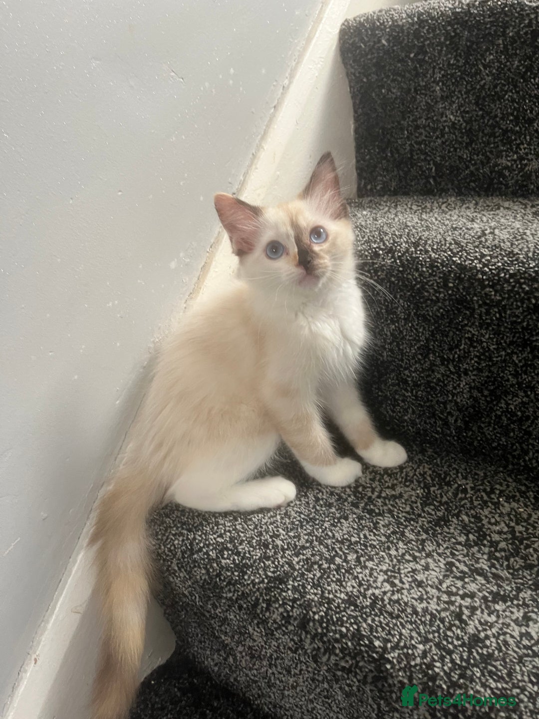 Ragdoll cats for sale: GCCF Ragdoll kittens ready now - Image 4