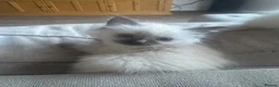 Ragdoll cats for sale: GCCF champion ragdoll kittens 🐱 ❤️ - Advert 8
