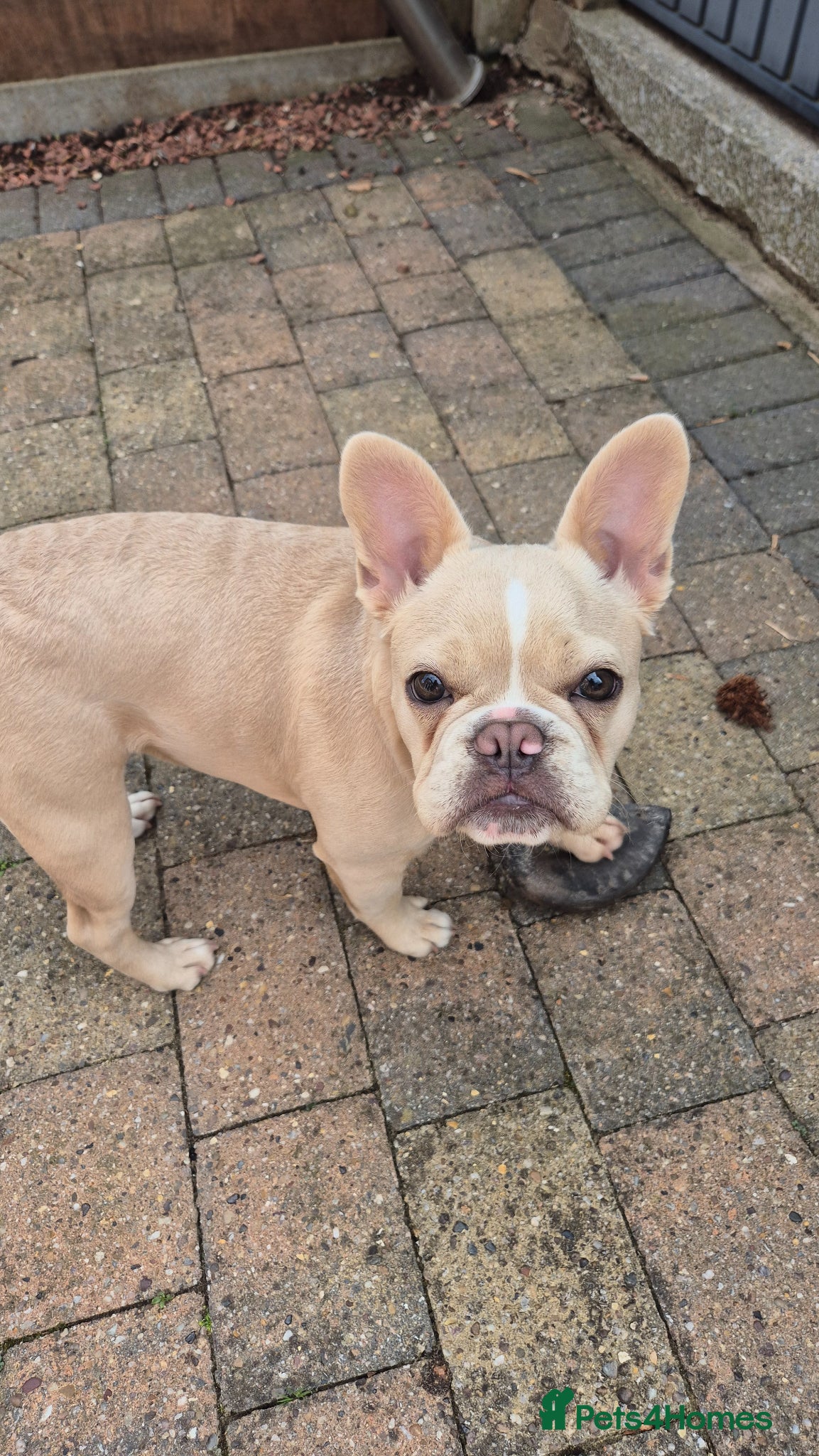 French Bulldog Puppy isabella cream 