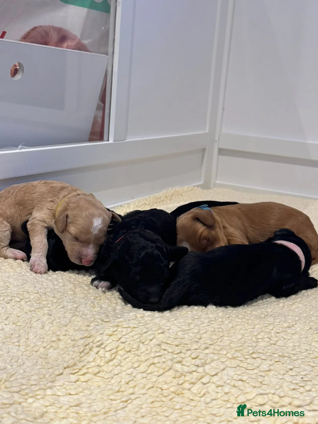 Mixed Breed dogs for sale: Loodlepoo Puppies  - Advert 10