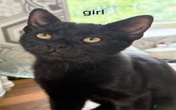 Mixed Breed cats for sale: 7 kittens for sale  - Image 4