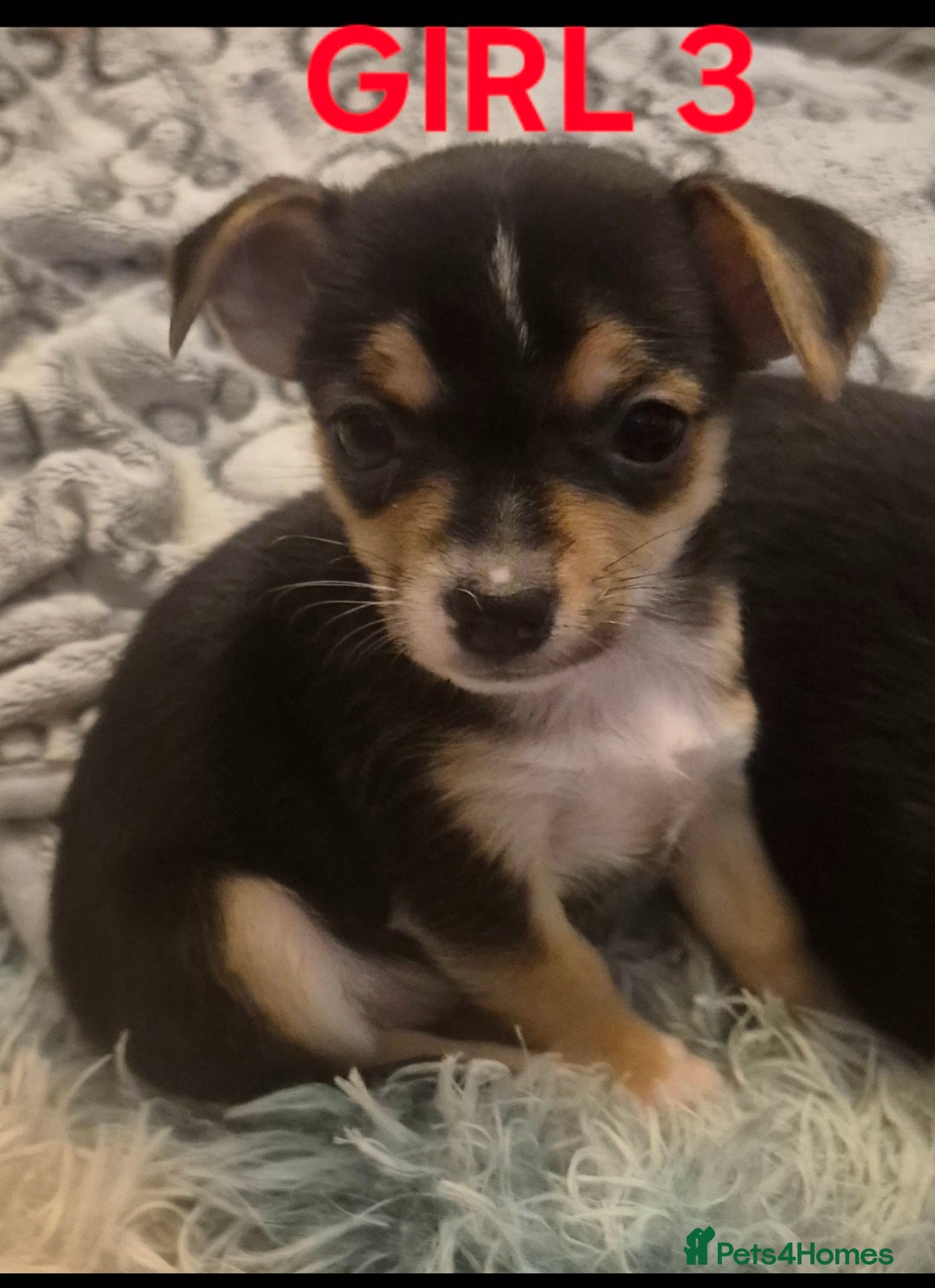 Mixed Breed dogs for sale: Miniature Jack Russell x Chihuahua Pups - Image 10