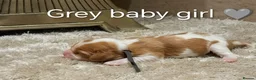 Cavalier King Charles Spaniel dogs for sale: DNA TESTED CAVALIER KING CHARLES  - Advert 20