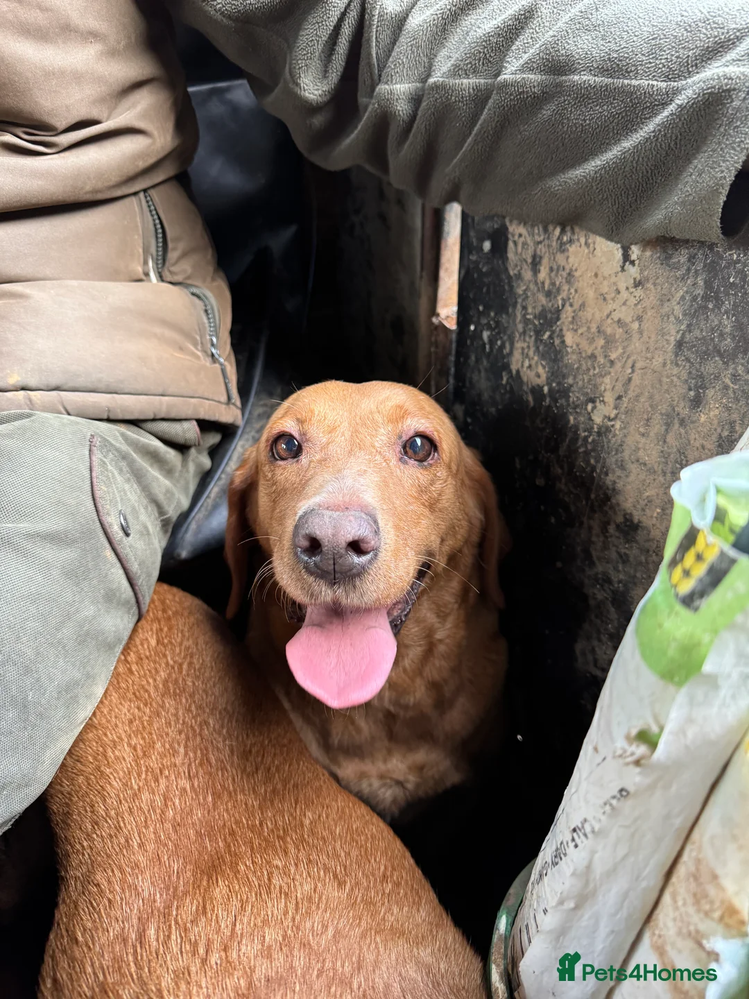Labrador Retriever dogs for sale: Beautiful KC registered Lab boys  - Advert 27