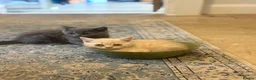 British Shorthair cats for sale: British shorthair kittens  - Advert 4