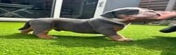 Mixed Breed dogs for sale: Stunning New England Bulldogs in Burntwood - Advert 6