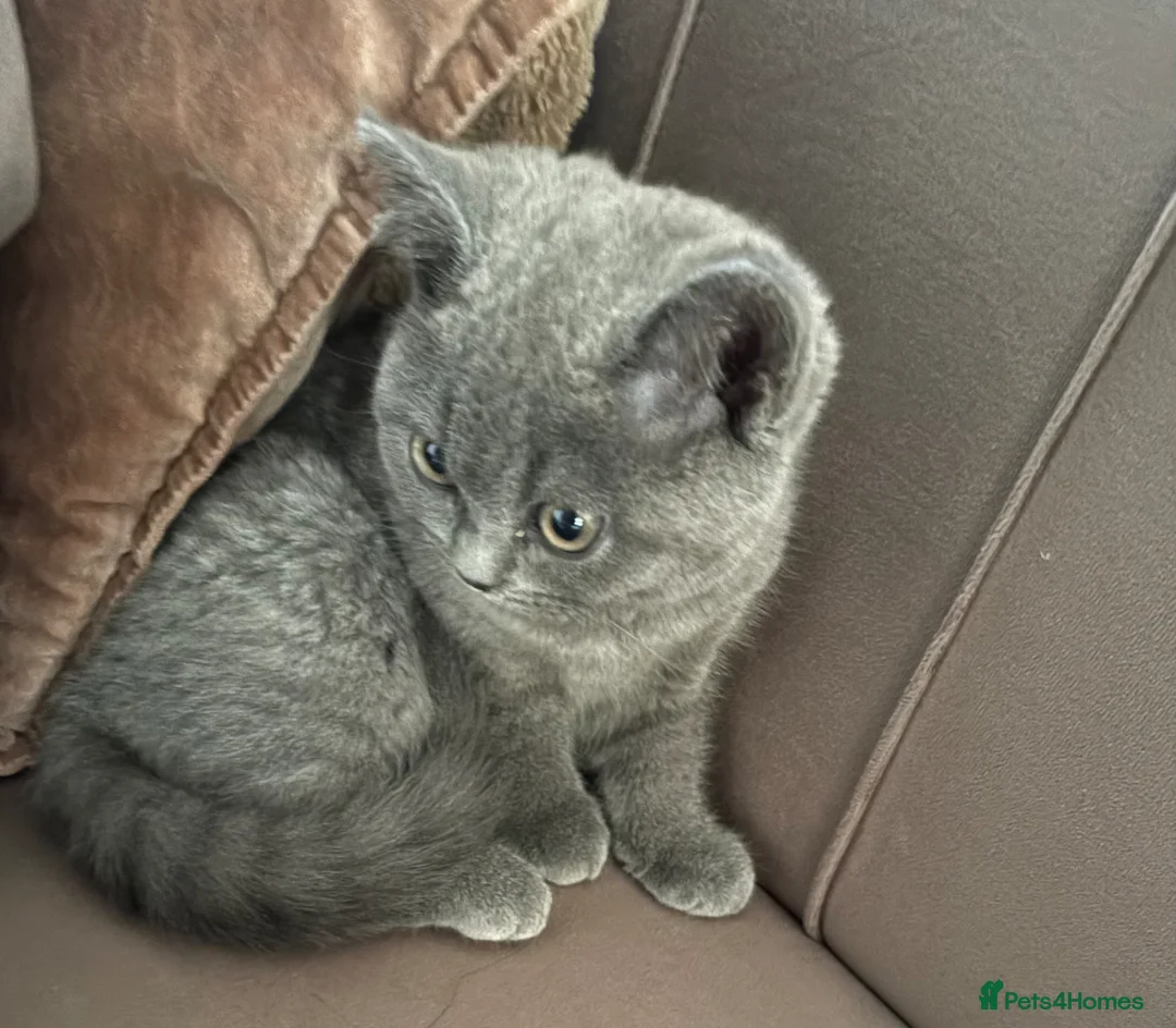 British Shorthair cats for sale: British short hair  - Advert 1