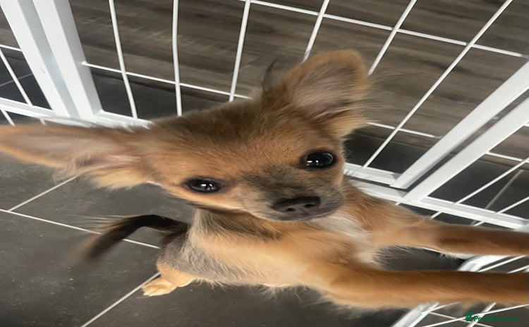 Chihuahua dogs - Advert 14