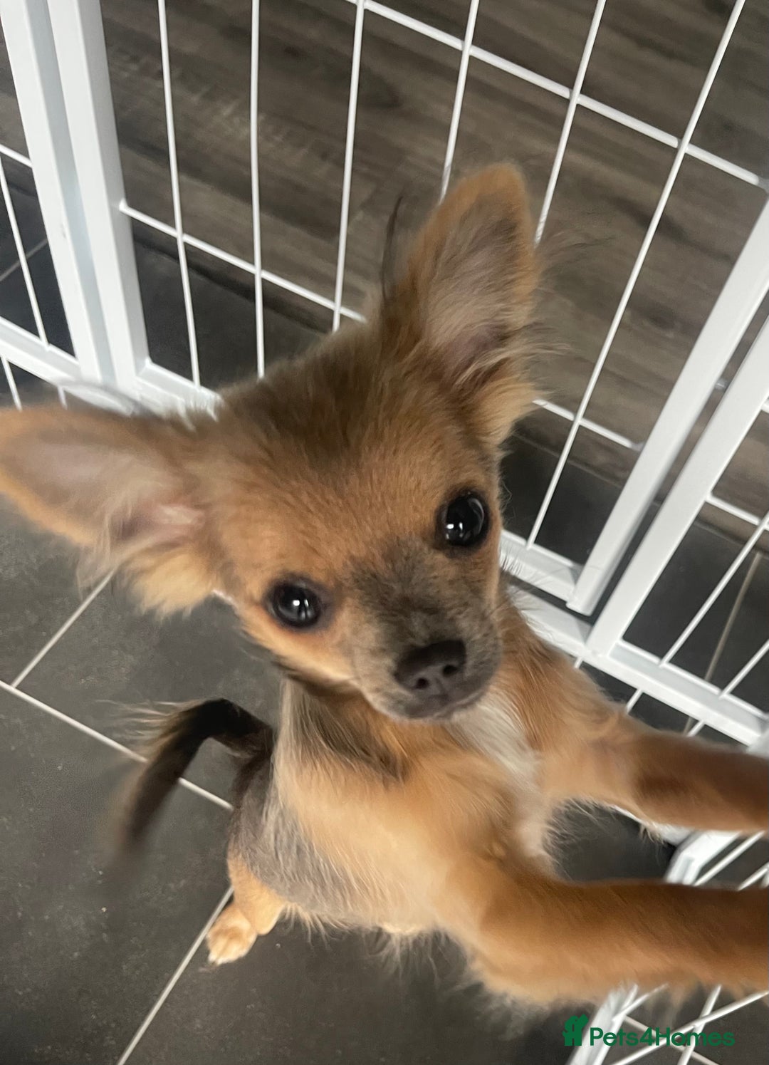 Chihuahua dogs for sale: Female rare sabled lilac fawn chihuahua  - Image 1