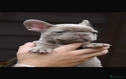 French Bulldog dogs for sale: Beautiful litter of 8 French bulldog puppies - Image 26