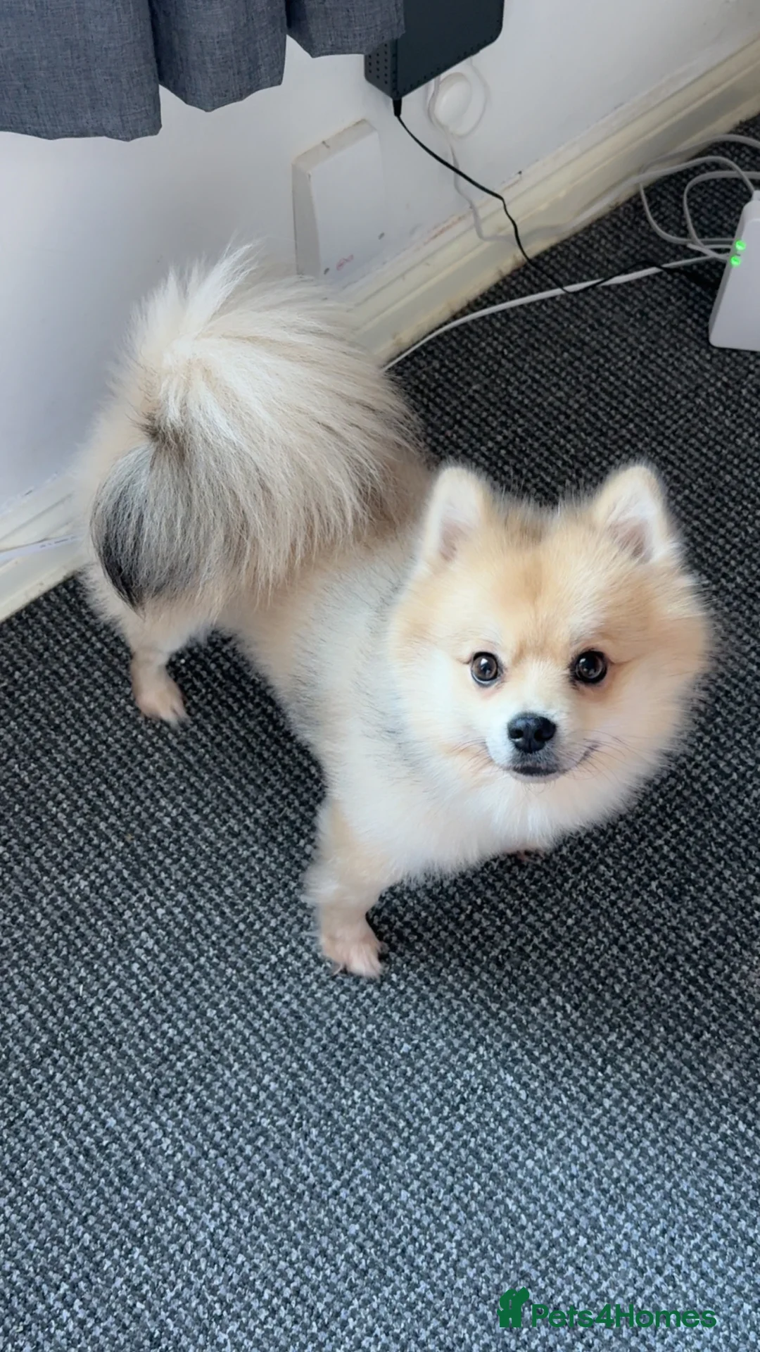 Pomeranian dogs for stud: Pure-Bred Pomeranian Male, FOR STUD - Advert 9