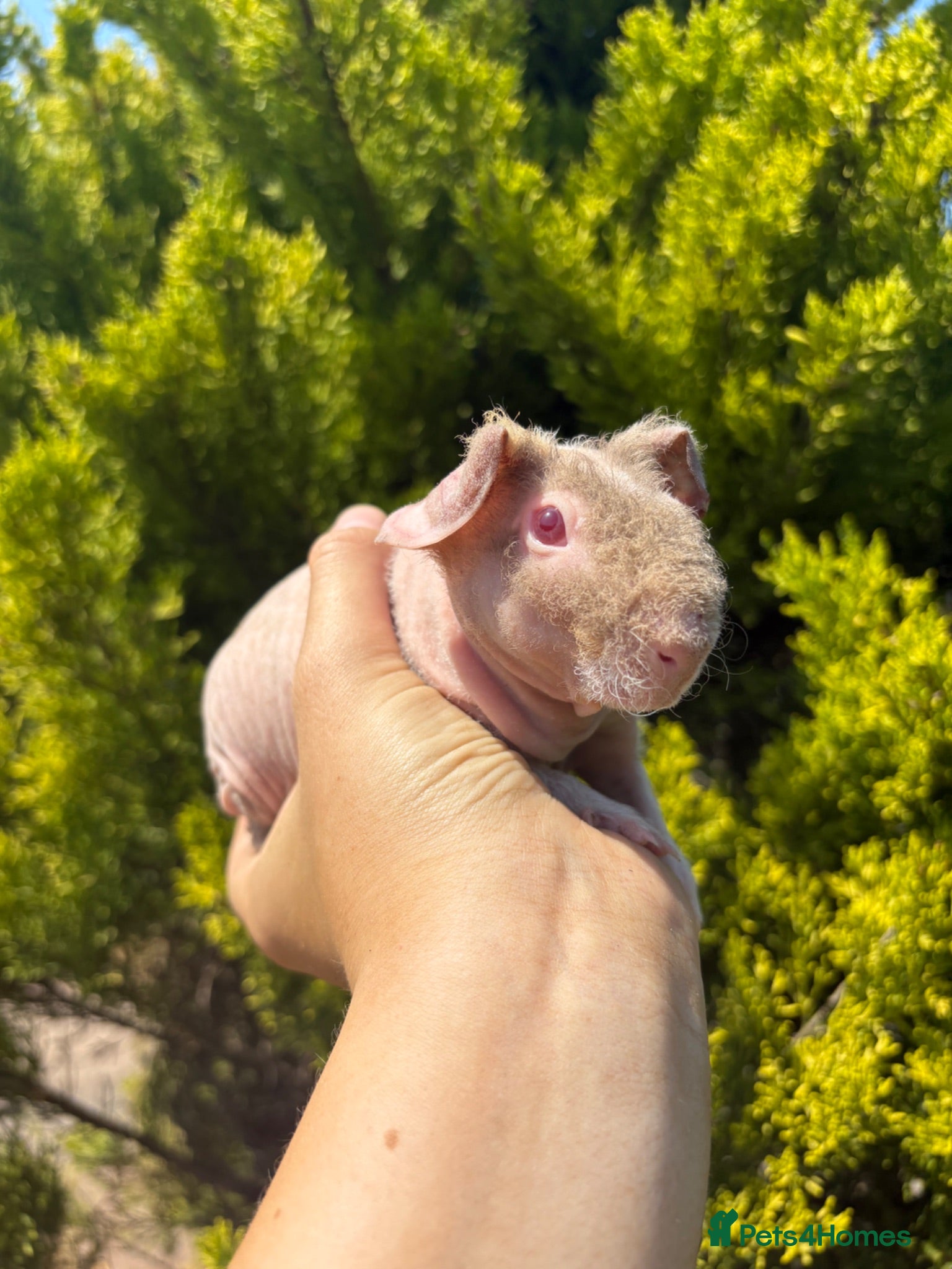 Guinea Pig rodents 6 skinny pigs for sale 💗 Girls - Advert 2