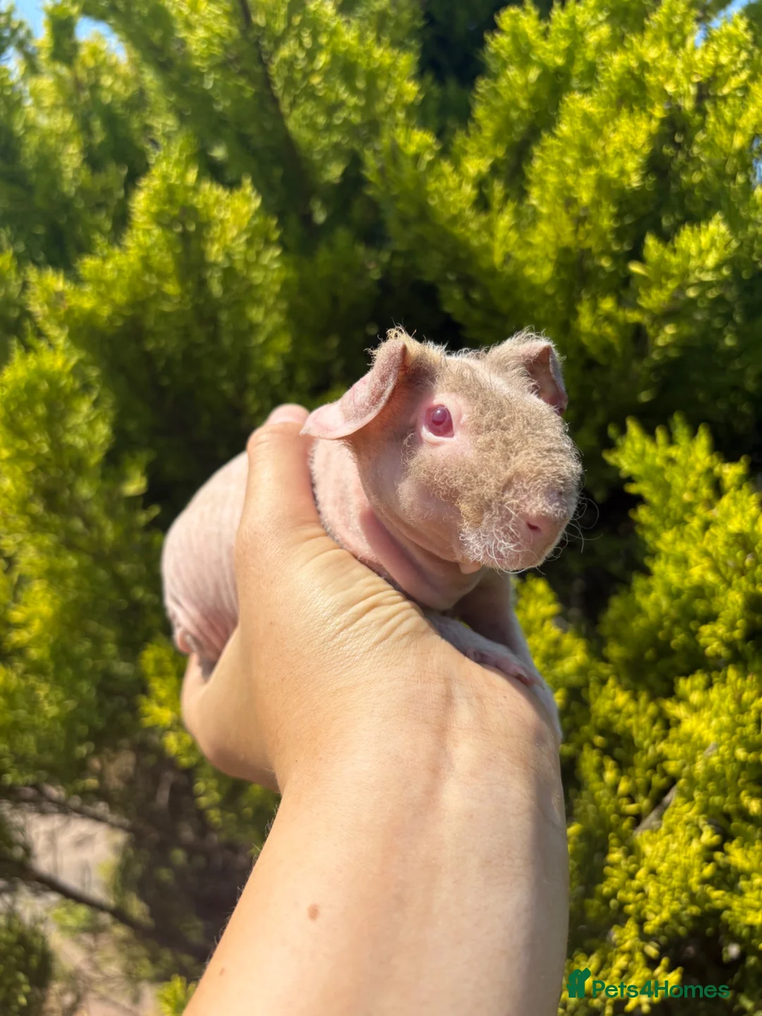 Guinea Pig rodents for sale: 6 skinny pigs for sale 💗 Girls - Advert 2