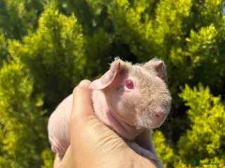 Guinea Pig rodents 6 skinny pigs for sale 💗 Girls - Advert 2