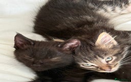 Maine Coon cats for sale: GCCF Genetically Clear Maine Coon Kitten - Image 6