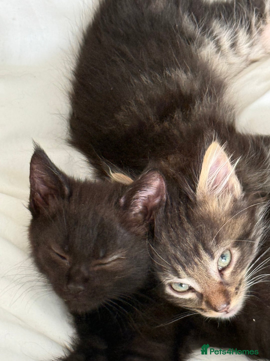 Maine Coon cats for sale: GCCF Genetically Clear Maine Coon Kitten - Image 6