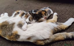 European cats for sale: 😻 2 beatiful female kittens ❗ - Image 12