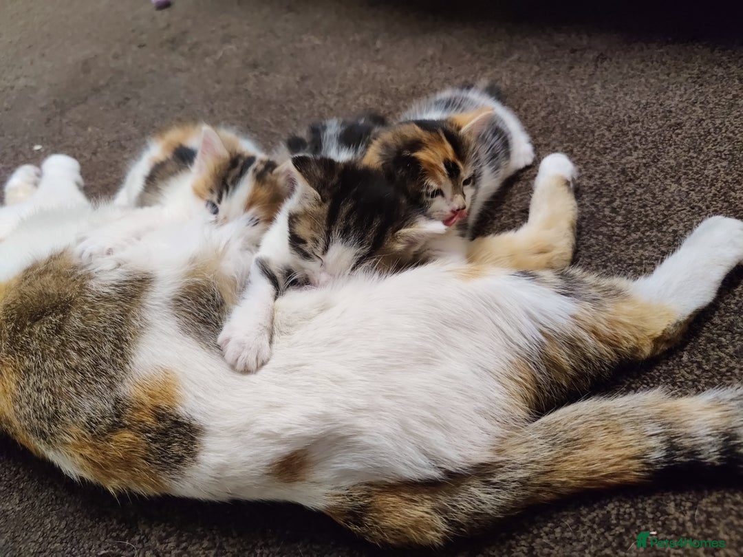European cats for sale: 😻 2 beatiful female kittens ❗ - Image 12