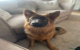 German Shepherd dogs for sale: German Sheppard Female - Image 3
