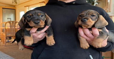 Dachshund dogs 3 gorgeous Teckel Dachshunds - Advert 11