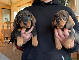 Dachshund dogs 3 gorgeous Teckel Dachshunds - Advert 1