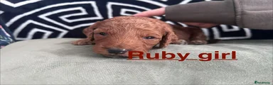 Ruby 