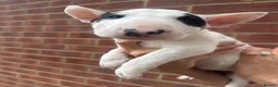 English Bull Terrier dogs for sale: ENGLISH BULL TERRIER PUPPYS - Advert 24