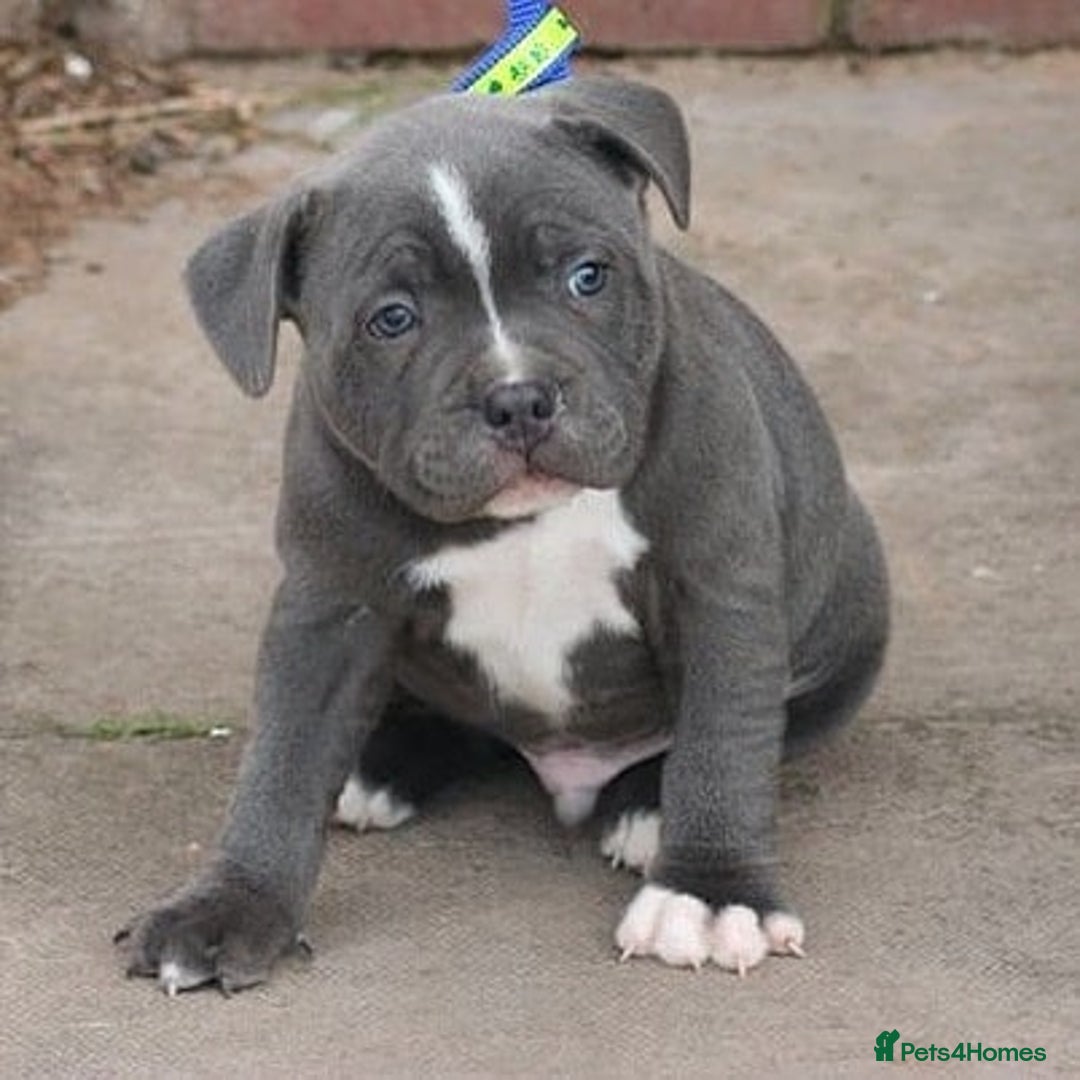 Staffordshire Bull Terrier dogs for sale: SOLID BLUE TEDDY BEARS STAFFS 🐻  - Advert 9