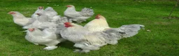Chickens poultry for sale: Fertile hatching eggs Chickens Ducks Peafowl  - Advert 1