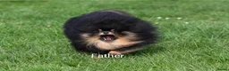 Pomeranian dogs for sale: Adorable Pomeranian Puppy boy for Sale. - Advert 5