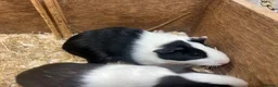 Guinea Pig rodents for sale: Young Male / boar guinea pigs  - Advert 8